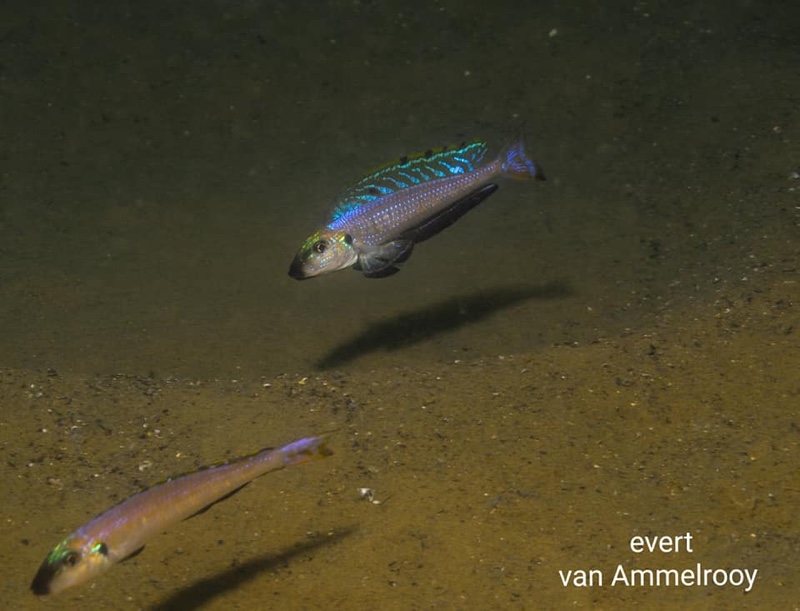 Enantiopus melanogenys 'Isanga Bay'